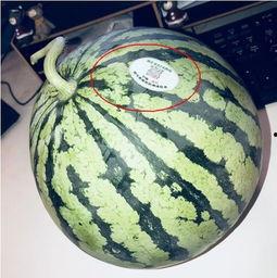 仁寿网红吃瓜,揭秘幕后故事与热门话题