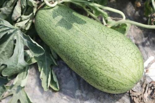 夏吃瓜有哪些,夏吃瓜的五大好处与挑选技巧