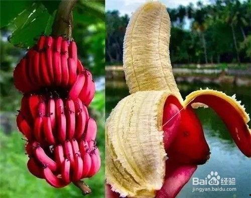 带你吃瓜奇葩蔬菜2