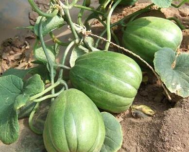 老瓜还能这么吃,探索无尽美味新境界