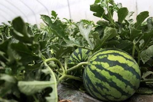 时妧吃瓜系统,娱乐圈幕后风云大揭秘