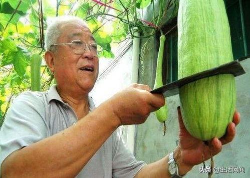 青海大爷吃瓜事件,一场关于传统与现代的碰撞