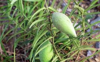 干槐树瓜怎么吃,干槐树瓜的多样食用方法探索
